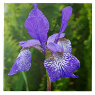 Iris sybirica floral photography tile