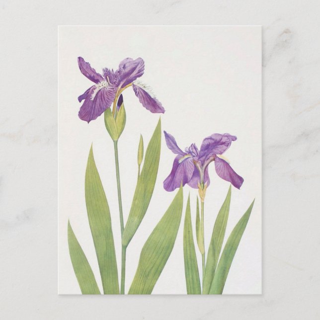 Iris Tectorum and Iris Loptec by William Dykes Postcard (Front)