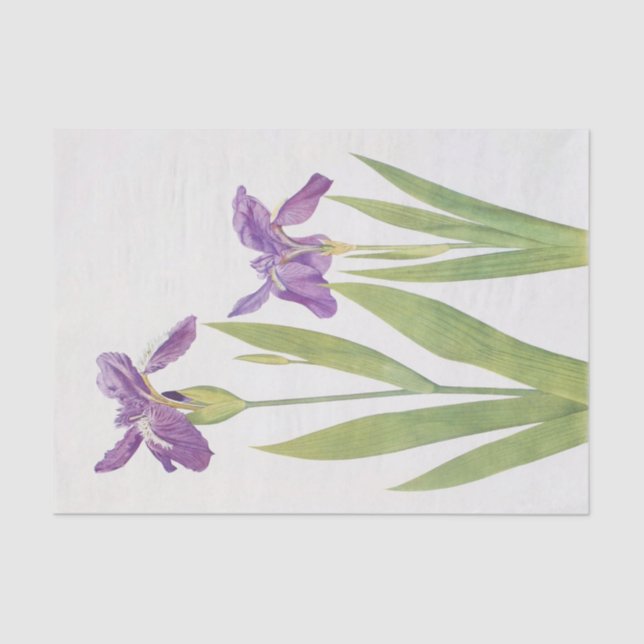 Iris Tectorum and Iris Loptec by William Dykes Tissue Paper (Front)
