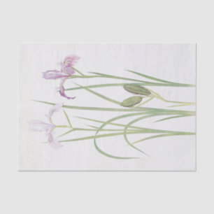 Iris Tenax by William Dykes Tissue Paper