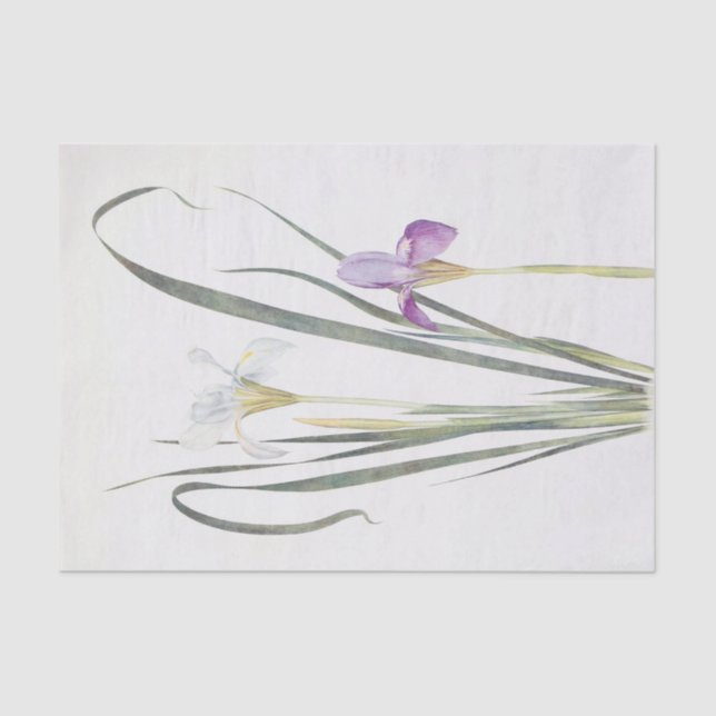 Iris Unguicularis by William Dykes Tissue Paper (Front)