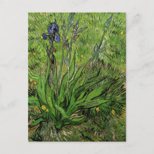Iris, Vincent van Gogh Postcard