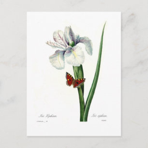 Iris xipheum postcard