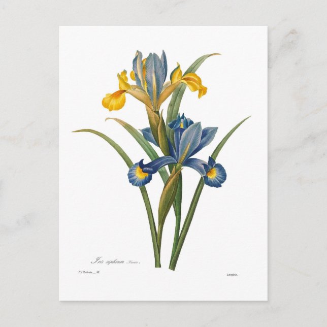 Iris xipheum postcard (Front)