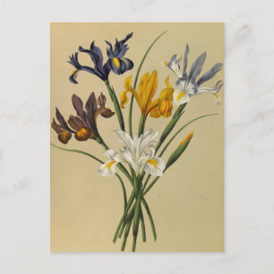 Iris Xiphium (Iris Hispanica) by Arentina Arendsen Postcard