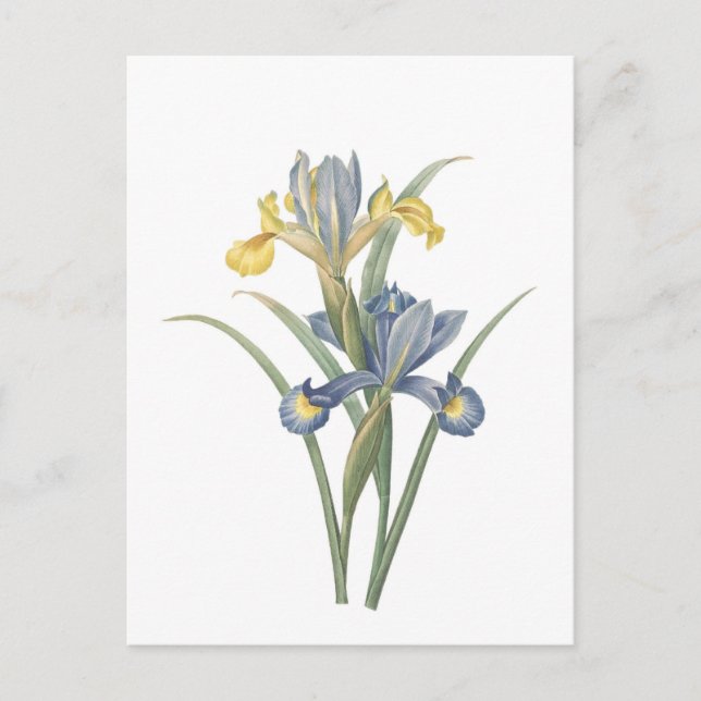 Iris Xiphium Postcard (Front)