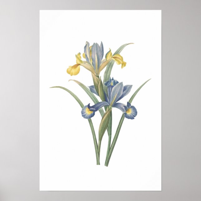 Iris Xiphium Poster (Front)