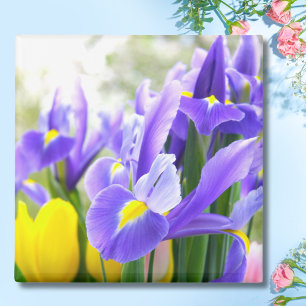 Irises And Tulips Spring Flowers Magnet