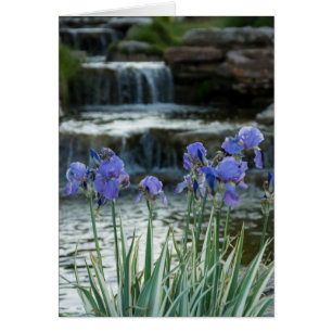 Irises At Chateau