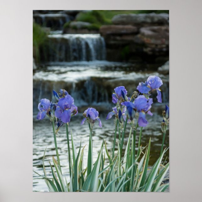 Irises At Chateau Poster (Front)