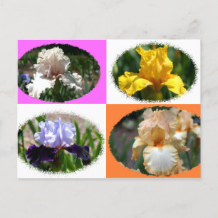 Irises at Missouri Botanical Gardens Postcard