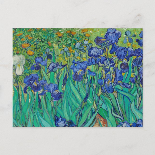 Irises by Vincent van Gogh Postcard (Front)