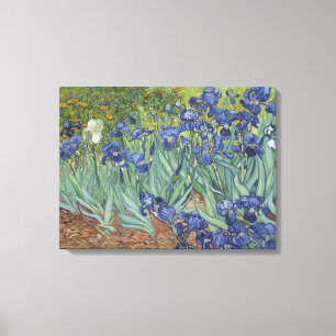 Irises Canvas Print