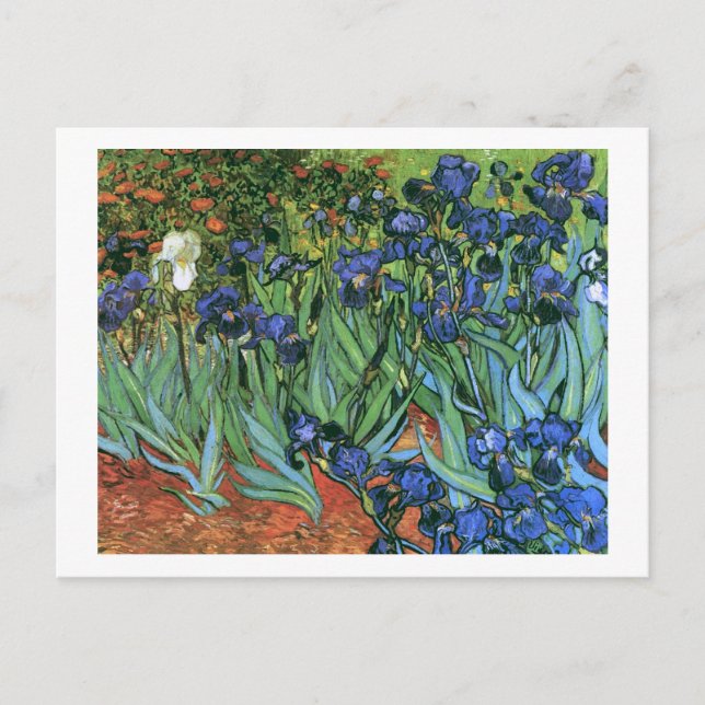 Irises (F608) Van Gogh Fine Art Postcard (Front)