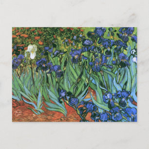 Irises (F608) Van Gogh Fine Art Postcard