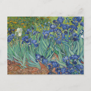 Irises, Floral Oil Painting, Vincent Van Gogh Postcard