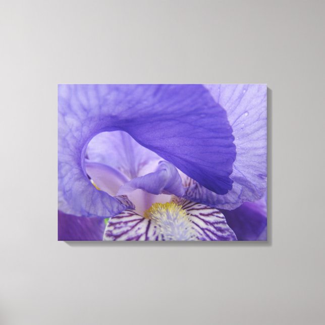 Irises Flowers art prints canvas Purple Iris (Front)