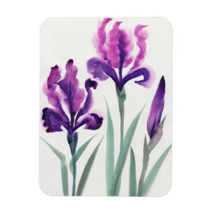 Irises Magnet