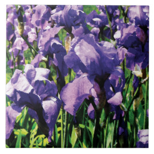 Irises Princess Royal Smith Tile