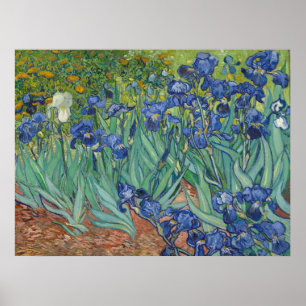 Irises Vibrant Flower Art Poster