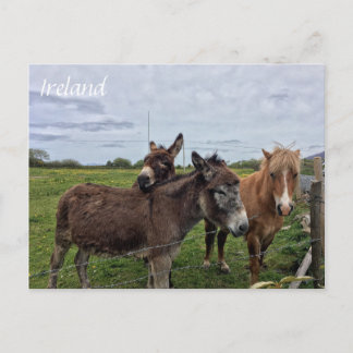 Irish Donkey and Horse, Ireland Postcard