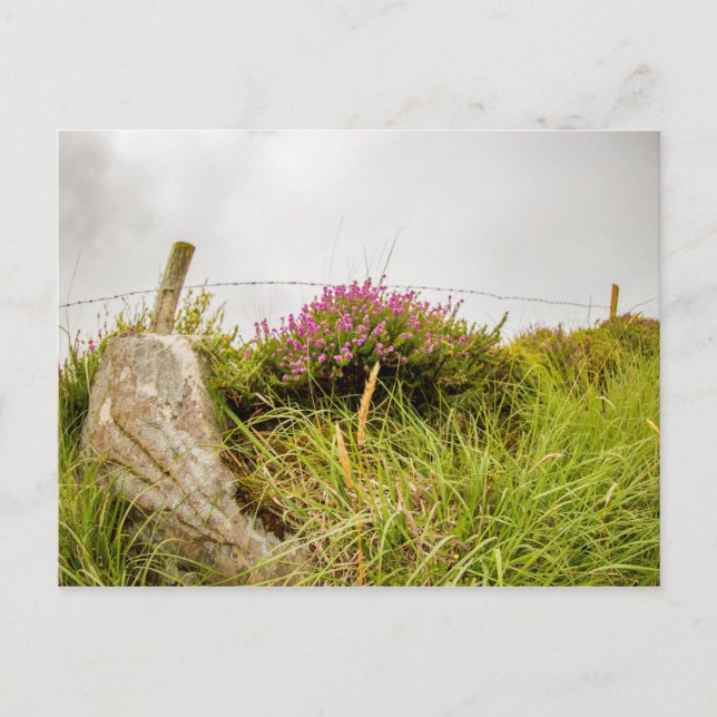 "Irish heather" postcards (Front)