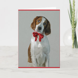 Irish Red and White Setter Cookies Holiday Card