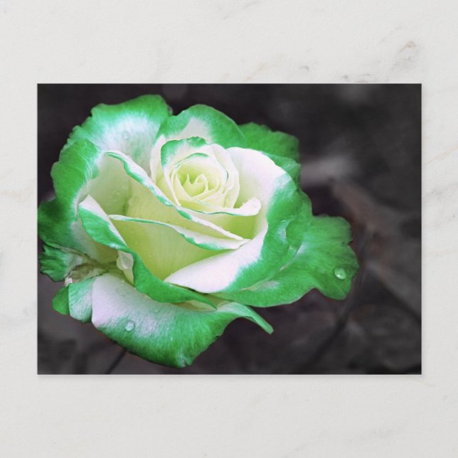 Irish Rose postcard (Front)