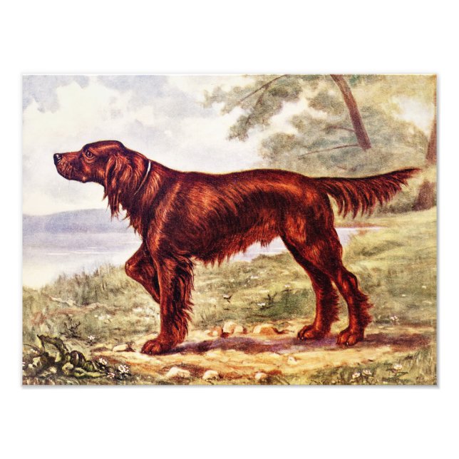 Irish Setter 1900 Illustration of Sporting Dog Photo Print (Front)
