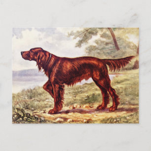 Irish Setter 1900 Illustration of Sporting Dog Postcard
