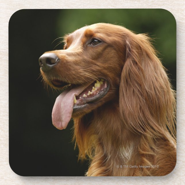 Irish Setter 2 Coaster (Front)