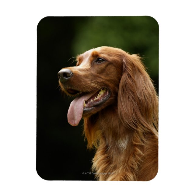 Irish Setter 2 Magnet (Vertical)