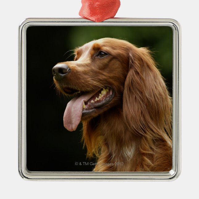 Irish Setter 2 Metal Tree Decoration (Front)