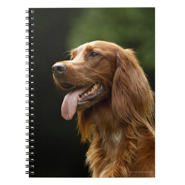 Irish Setter 2 Notebook (Front)
