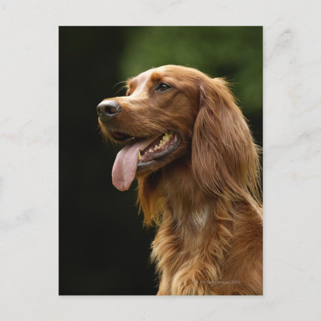 Irish Setter 2 Postcard (Front)