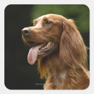 Irish Setter 2 Square Sticker