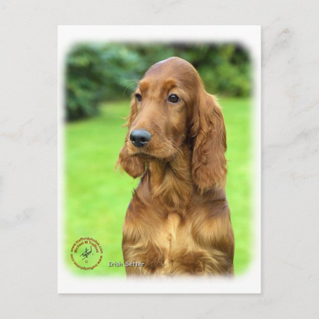 Irish Setter 9T004D-349 Postcard (Front)
