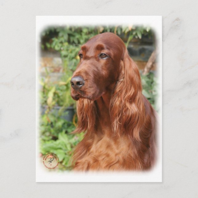 Irish Setter 9Y209D-090 Postcard (Front)