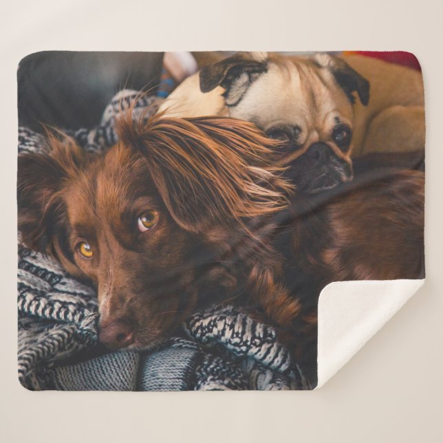 Irish Setter and Pug Sherpa Blanket (Front (Horizontal))