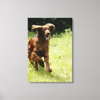 Irish Setter Canvas Print