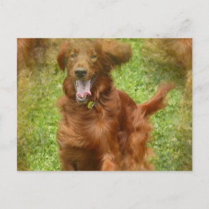 Irish Setter Dog Postcard