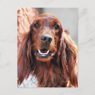 Irish Setter Dog Postcard