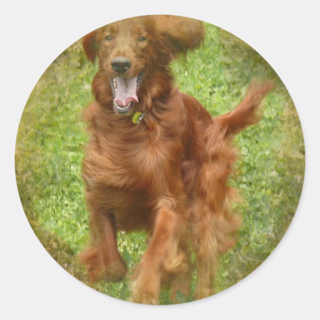 Irish Setter Dog Stickers (Front)