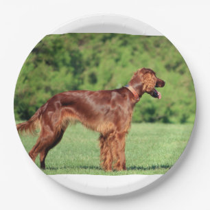 irish-setter-full 2 paper plate