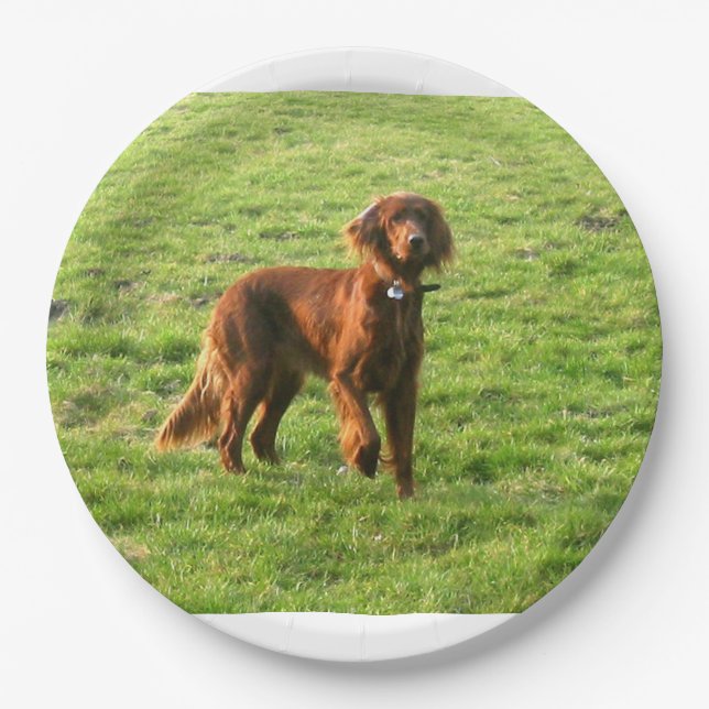 irish setter full 2 paper plate (Front)