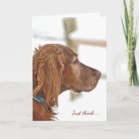Irish Setter in snow for friendship