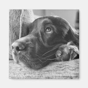 Irish Setter Magnet