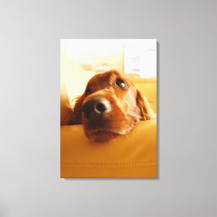 Irish Setter on sofa Canvas Print