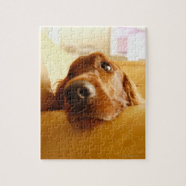 Irish Setter on sofa Jigsaw Puzzle (Vertical)