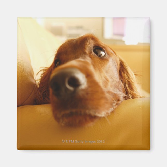 Irish Setter on sofa Magnet (Front)